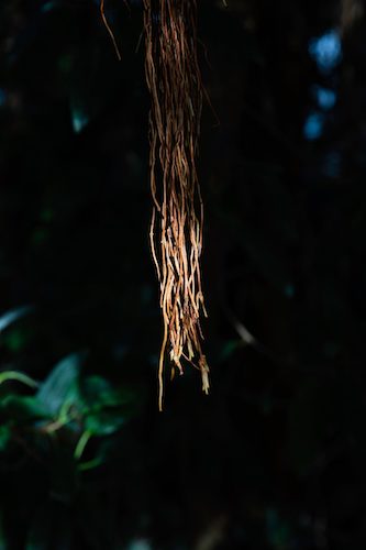 antoine-boissonot-TkFVgW4XzAs-unsplash(1)