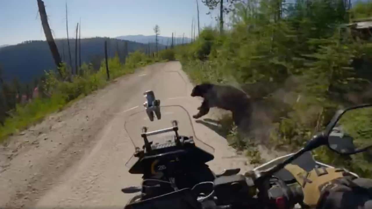 Accident spectaculaire en moto  un pilote percute un ours en pleine